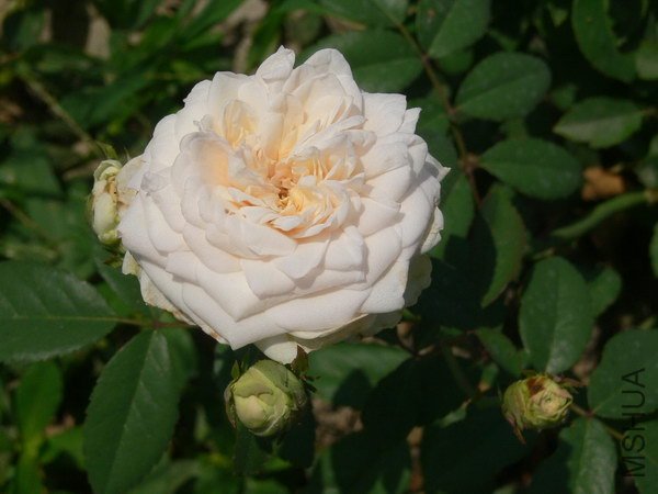 P024.jpg