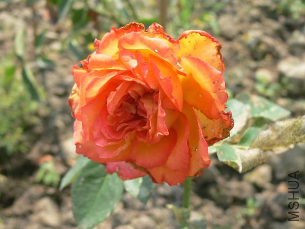 P012.jpg