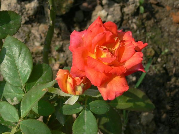 P021.jpg
