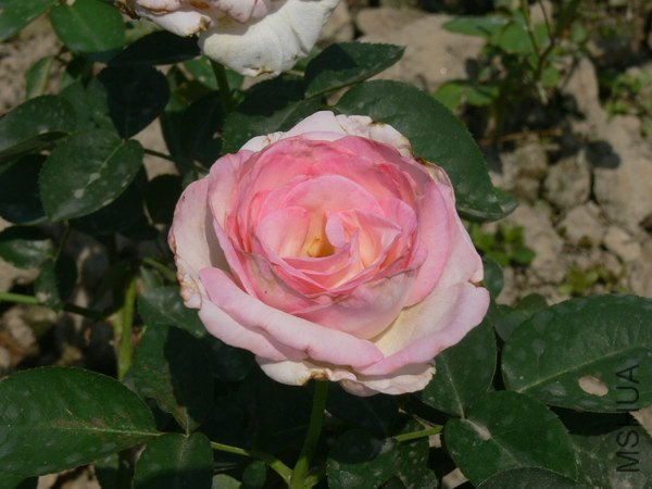 P030.jpg