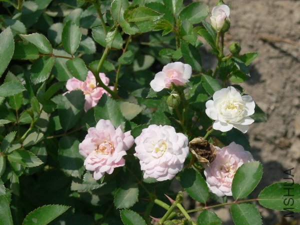 P037.jpg