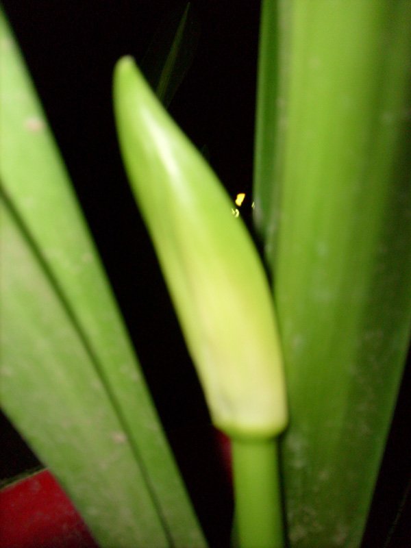 S7307187.JPG