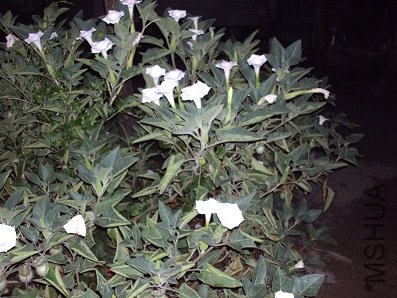 IMG_0416.JPG
