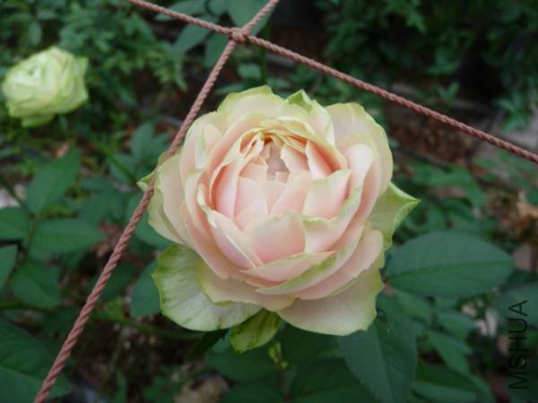 �Ϥ⤳�⤳�ˤʤ�ޤ�