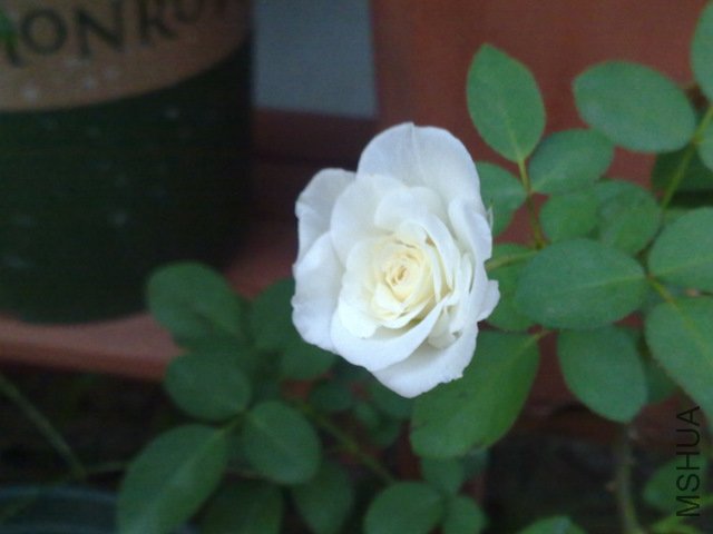 201109131908.jpg