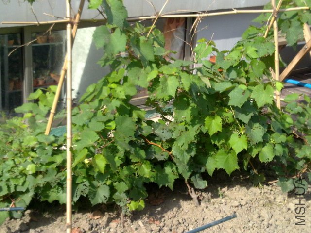 201109181918.jpg