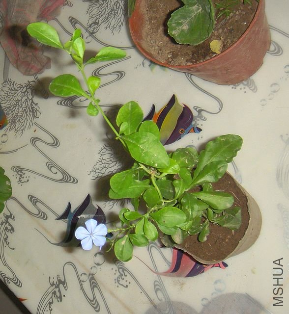 DSC05042.JPG