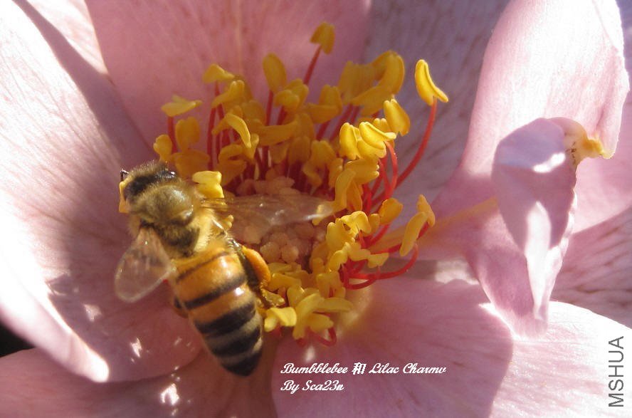 bumbblebee5.jpg