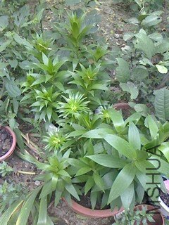 IMG0918075401.jpg