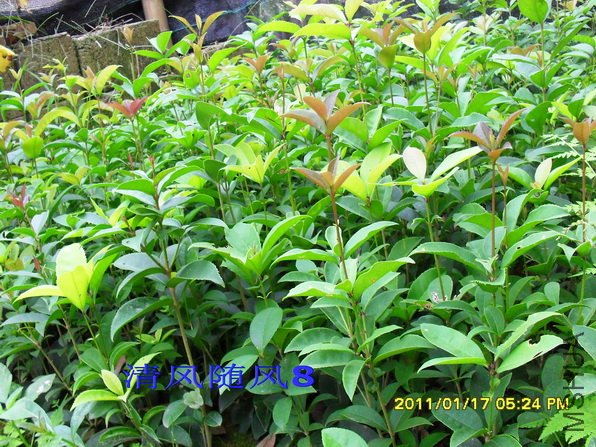 SDC10375.jpg
