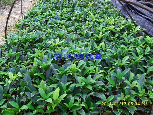 SDC10400.jpg