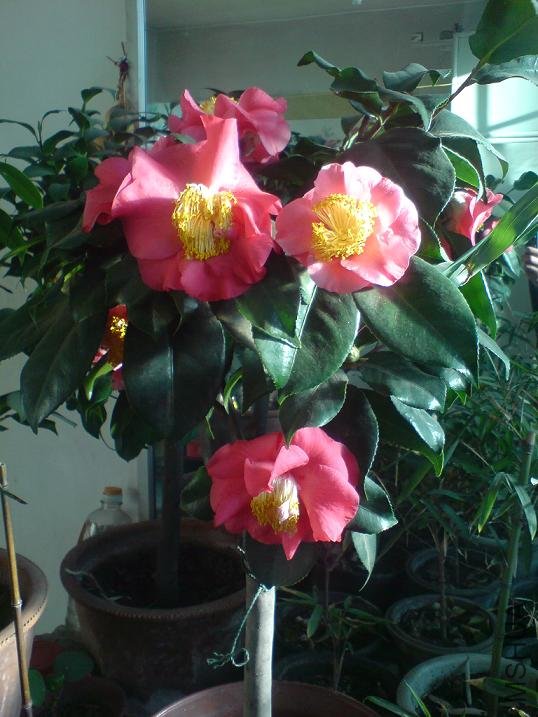 DSC00033.JPG