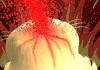 ��Ѫ2.gif