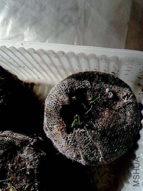 IMG01603.jpg