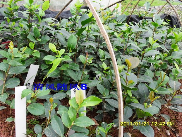 SDC10209.jpg