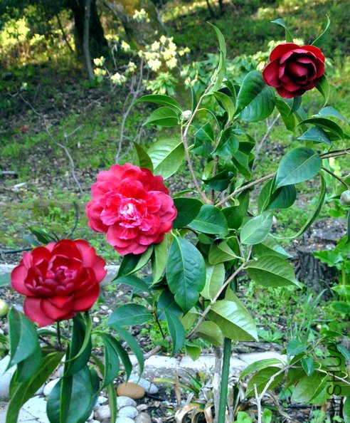 40th Anniversary-s2.jpg