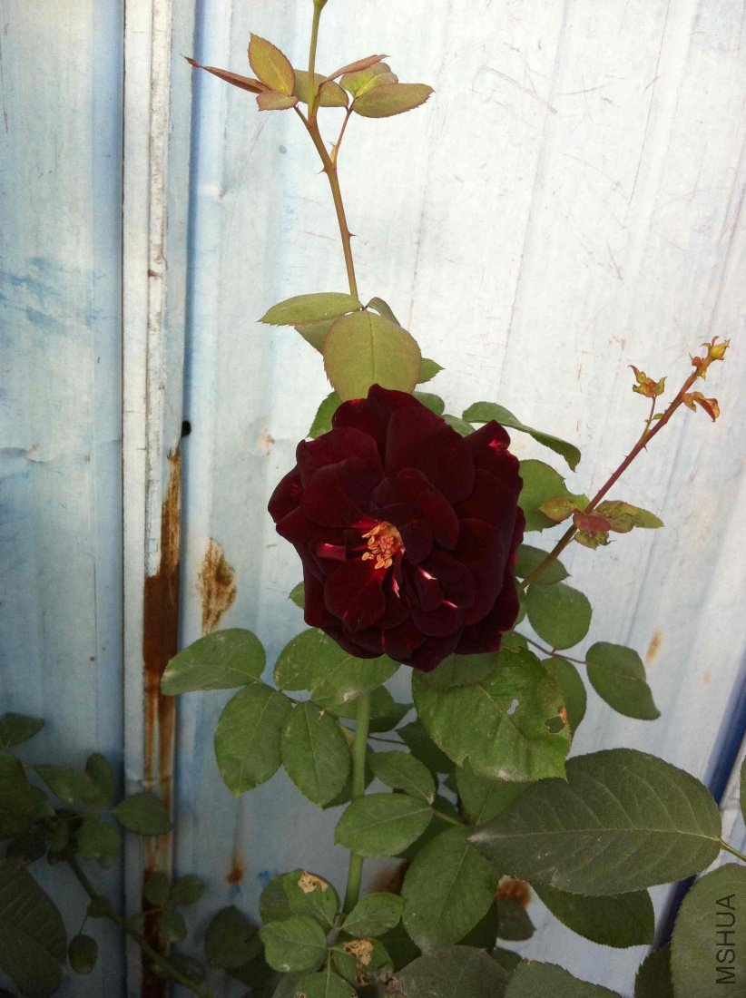 201109231.jpg