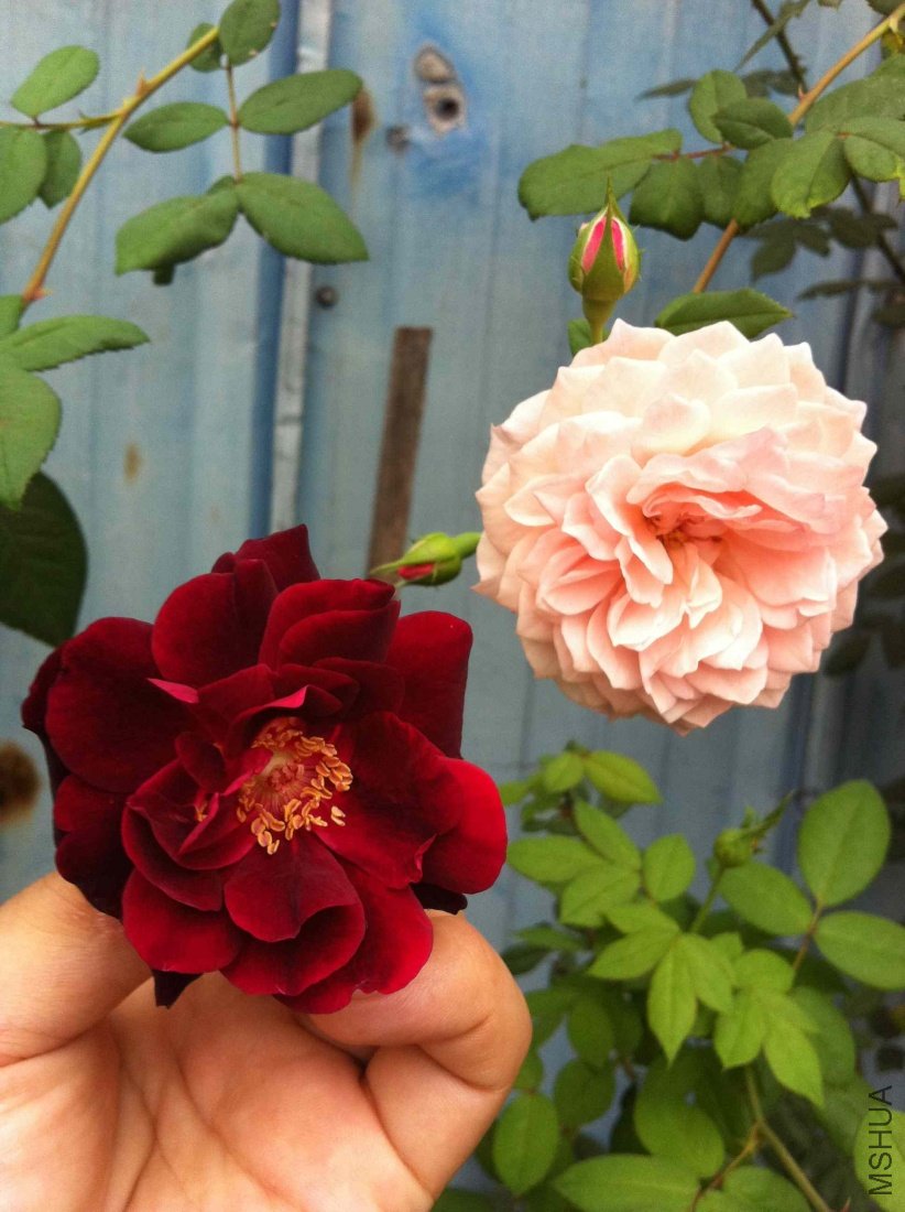 201109161.jpg