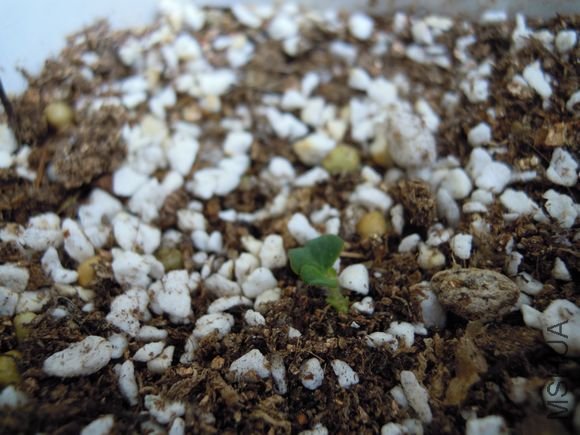 oxalis pulchella var.tomentosa