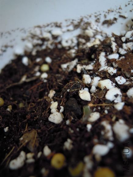 obtusa peach & cream ���......