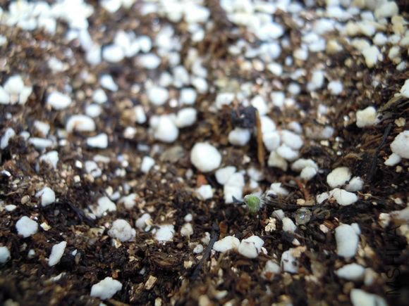 obtusa ��rose��  