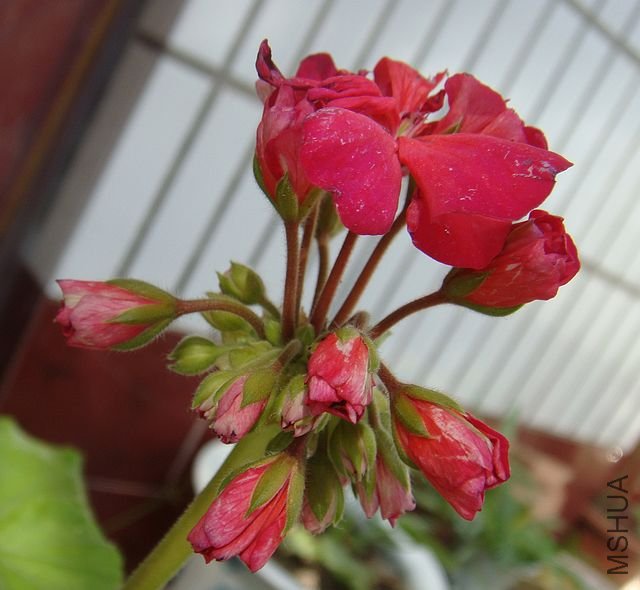 DSC05239.JPG