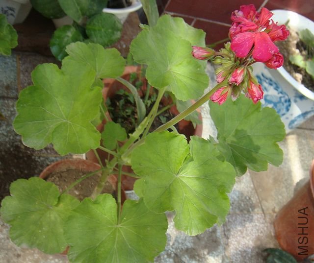 DSC05240.JPG