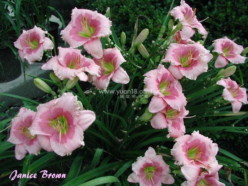 DA009 Janice Brown.jpg