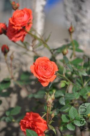 DSC_0062.JPG