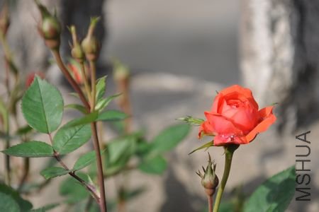 DSC_0063.JPG