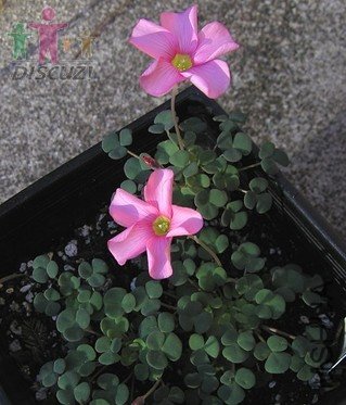 Convexula ͹��.jpg