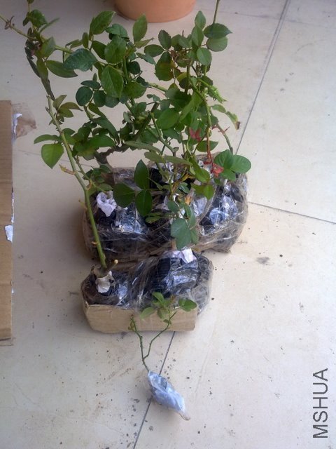 201109241967.jpg