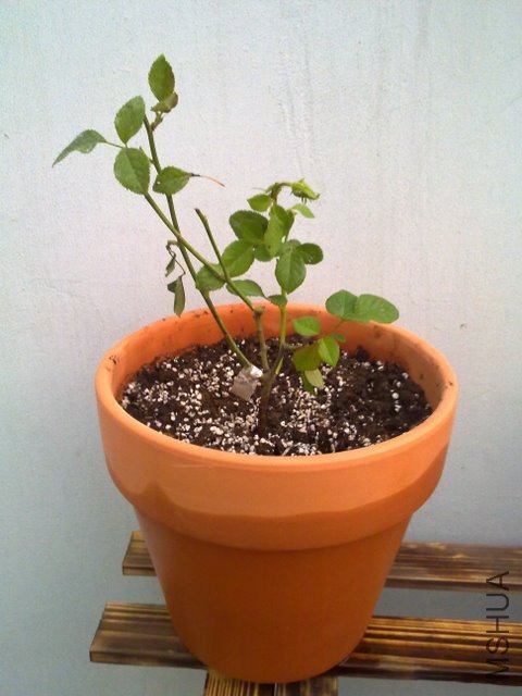 201109241988.jpg