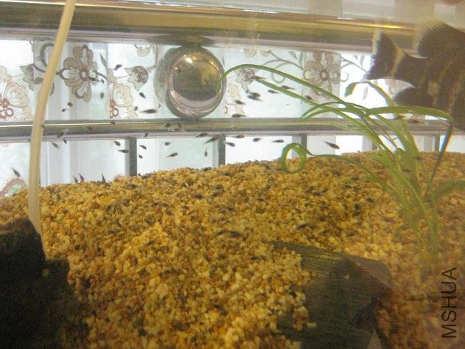fishie.jpg