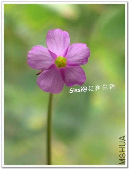 Oxalis livida.jpg