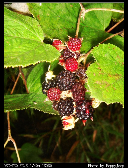 09 Ǿޱ�� ���������Ĺ�ʵ.jpg