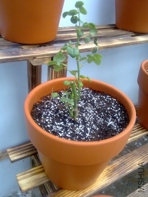201109251996.jpg