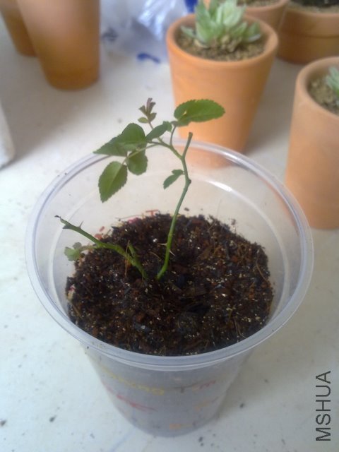 201109252001.jpg