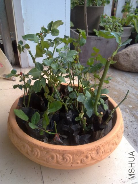 201109262018.jpg