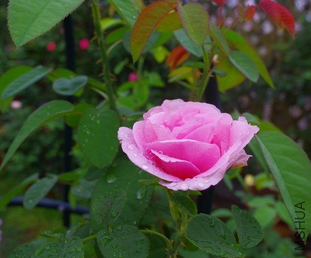 IMGP2684.JPG