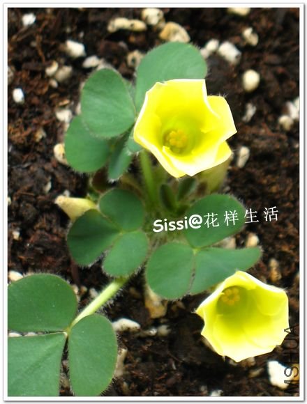 Oxalis luteola��Glauca��.jpg