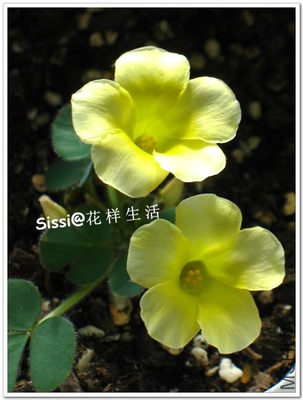 Oxalis luteola��Glauca��1.jpg