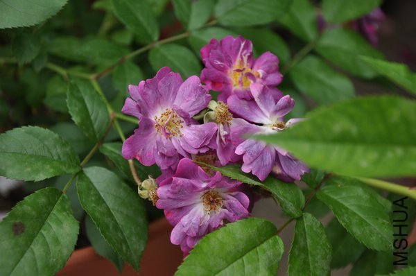 2011.�� 082[1].jpg