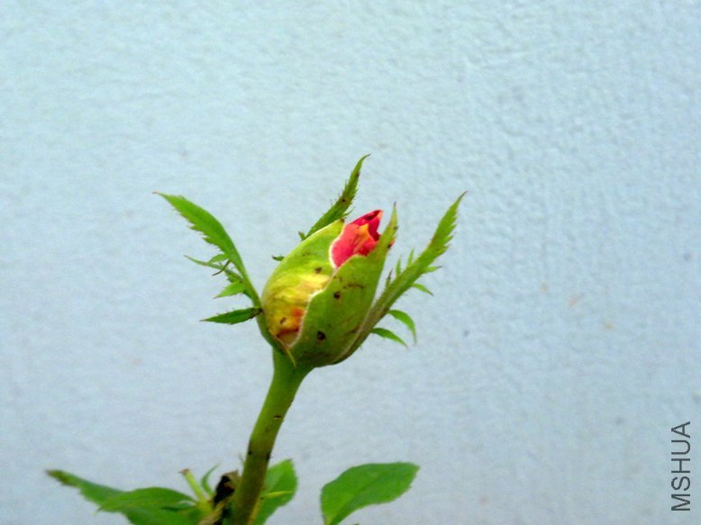 201109282044.jpg