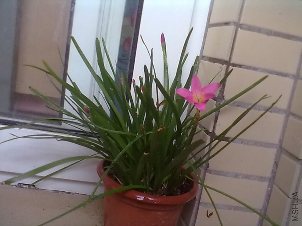 С�������仨������