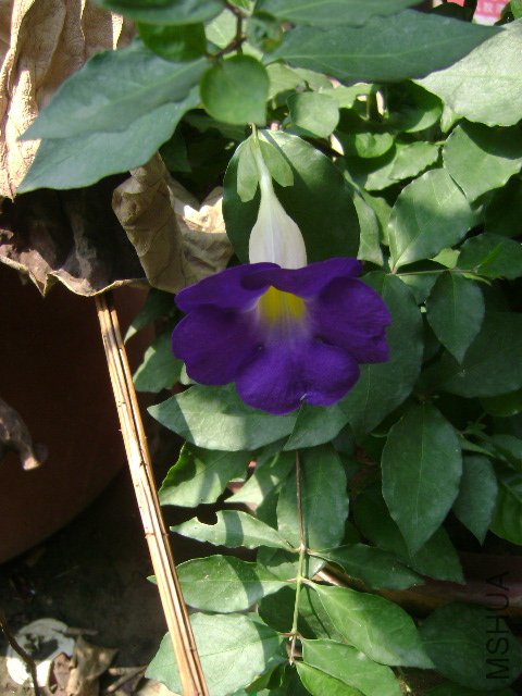 DSC02417.JPG