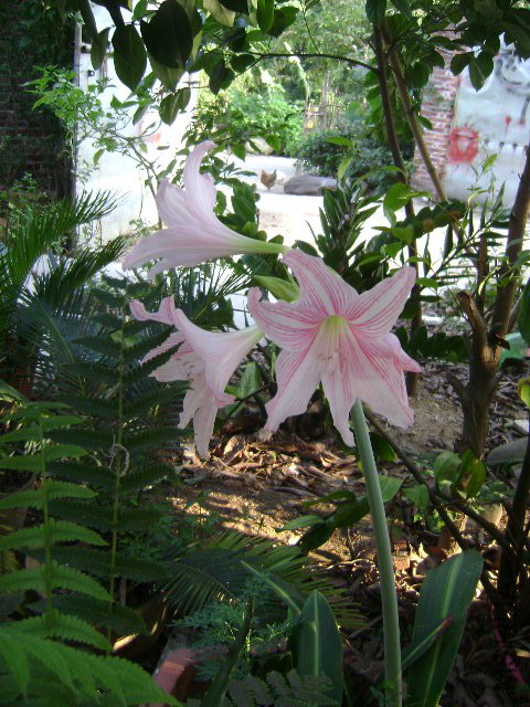 DSC02423.JPG