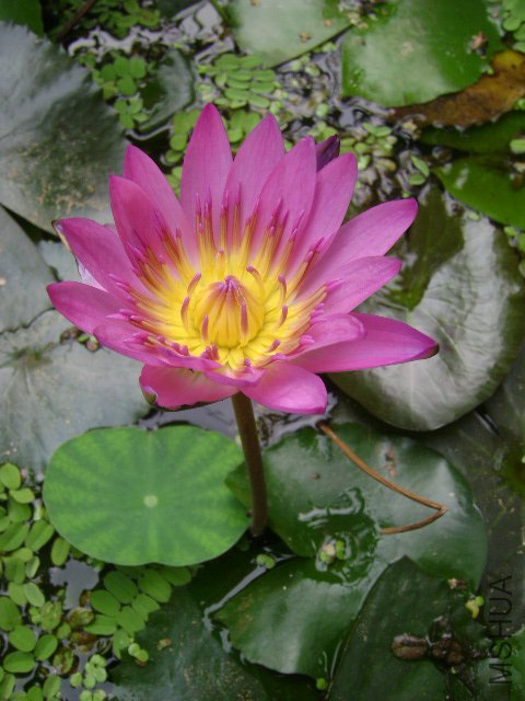 DSC02435.JPG