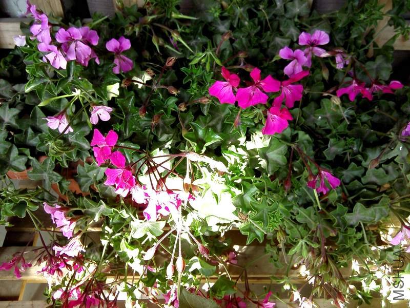 ����ۺ���.jpg