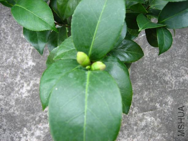 ʮ��ѧʿ����